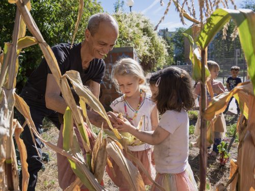 Ein Erzieher erntet mit den Kindern Mais